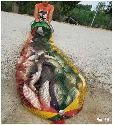 黑坑鲤鱼咬钩水下视频,鲤鱼上钩瞬间