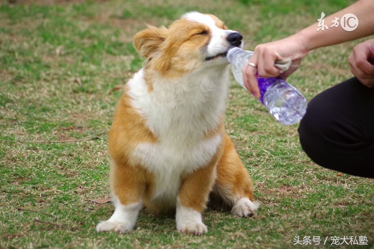 教你几招让狗狗立马变聪明,想让狗狗听话需要做好这五点