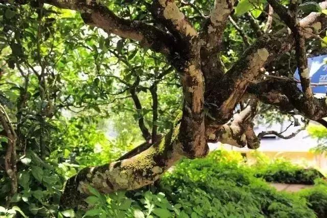 最新冰岛笑话大全,冰岛的搞笑段子