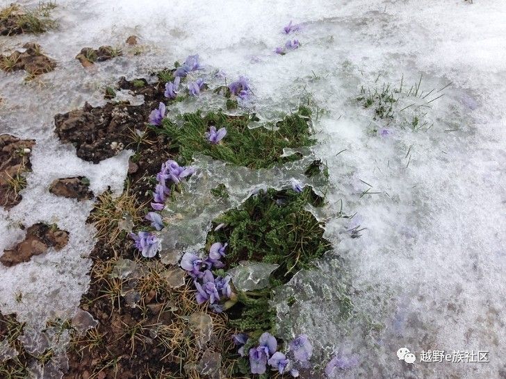 我与“她”可可西里二十天零距离的故事