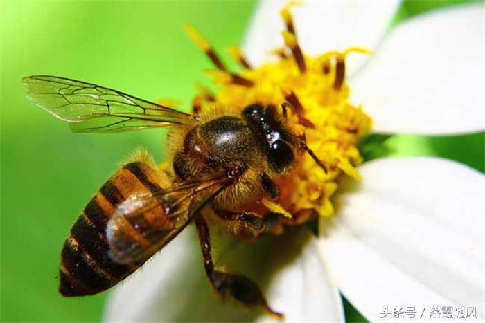红火蚁入侵人类,红火蚁属于入侵物种么