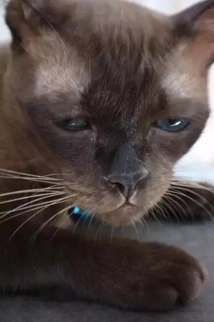 猫咪眼睑内翻解决办法,猫咪下眼睫毛内翻割眼皮后闭不上