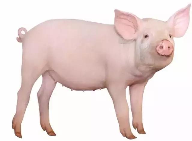 蜘蛛侠能拿雷神的锤子吗,蜘蛛侠可以放蜘蛛吗