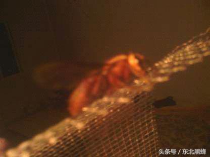 胡蜂种类名字图片大全,不同种类的黄脚胡蜂