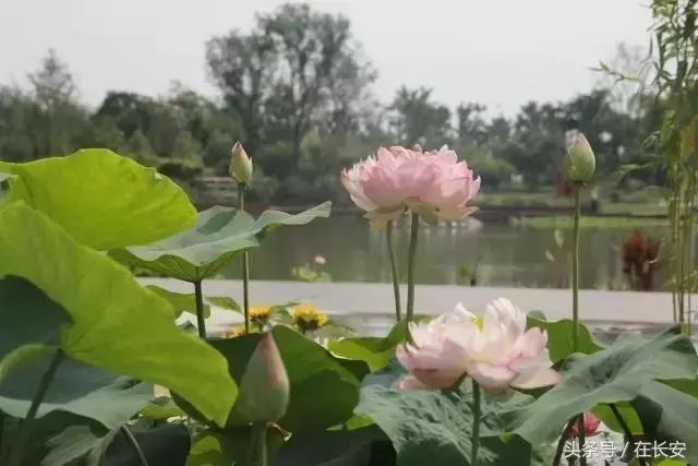 长安通都能干什么,长安通使用范围有哪些