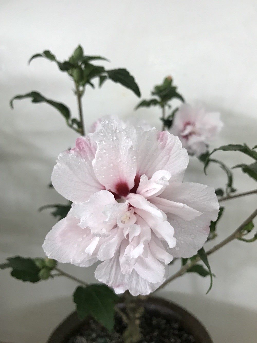 淡粉色木槿花美篇,分享木槿花之美图片