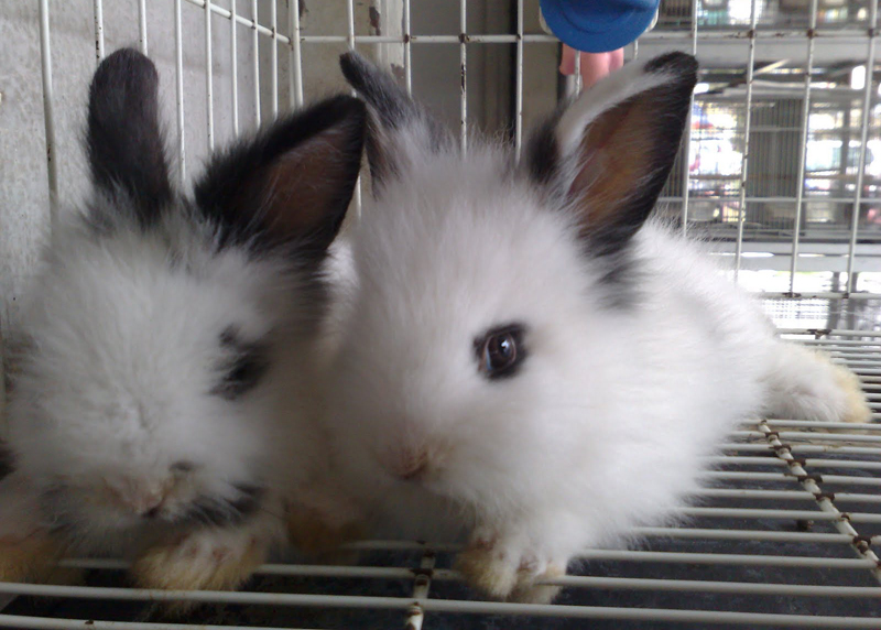 荷兰侏儒兔为什么不能养,荷兰侏儒兔如何养得干干净净