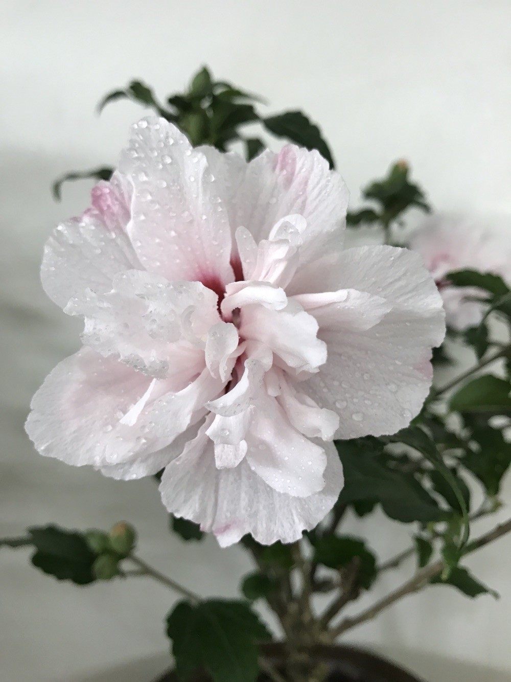 淡粉色木槿花美篇,分享木槿花之美图片