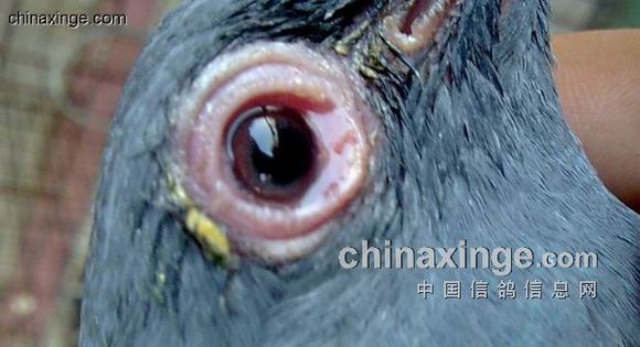 八哥鸟各种疾病,八哥鸟消瘦的原因