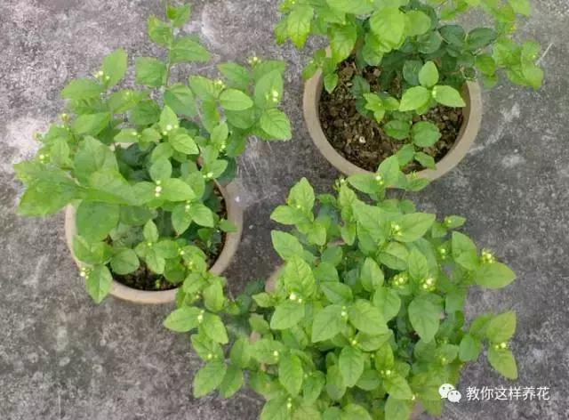 她把这些花养成了花球，竟然靠的是小小剪刀一把？