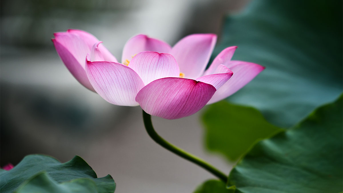 尼康和腾龙合作的镜头,尼康腾龙长变焦镜头比较