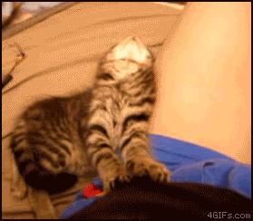 喵星人的动作好搞笑,为什么喵星人都喜欢这个动作