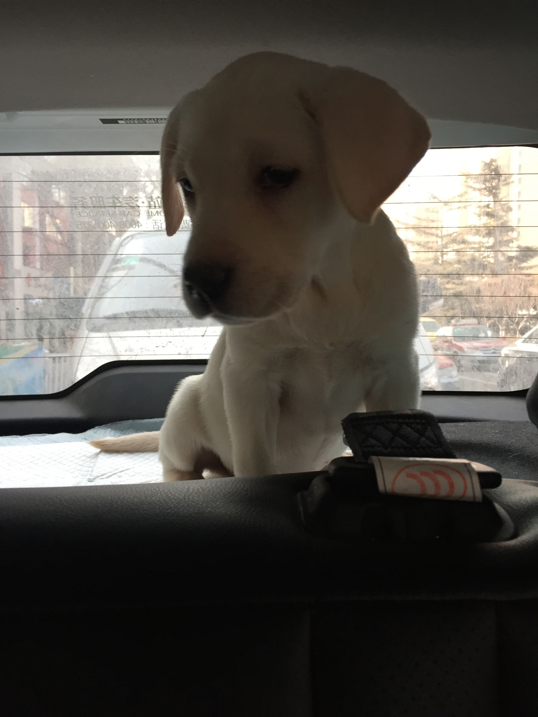 狗市买三个月的拉布拉多,拉布拉多幼犬去宠物店洗澡多少钱