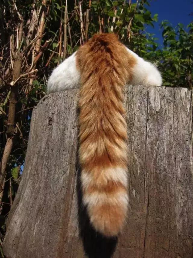 猫为什么不能摸小猫尾巴,大猫不给舔小猫屁股怎么回事