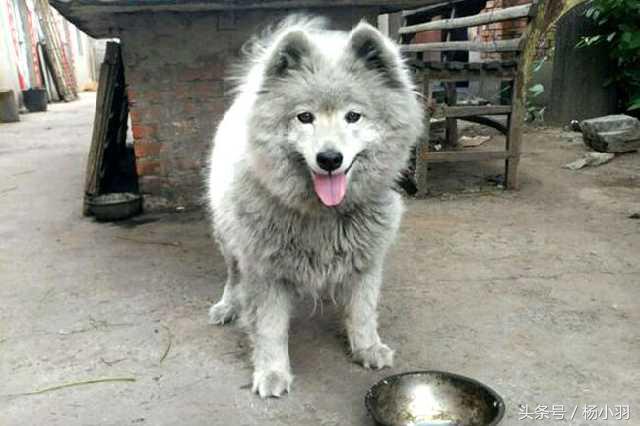 萨摩耶回农村后的生活,农村萨摩耶