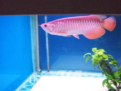 揭秘家居风水鱼缸怎么摆放,进门摆放鱼缸风水好吗