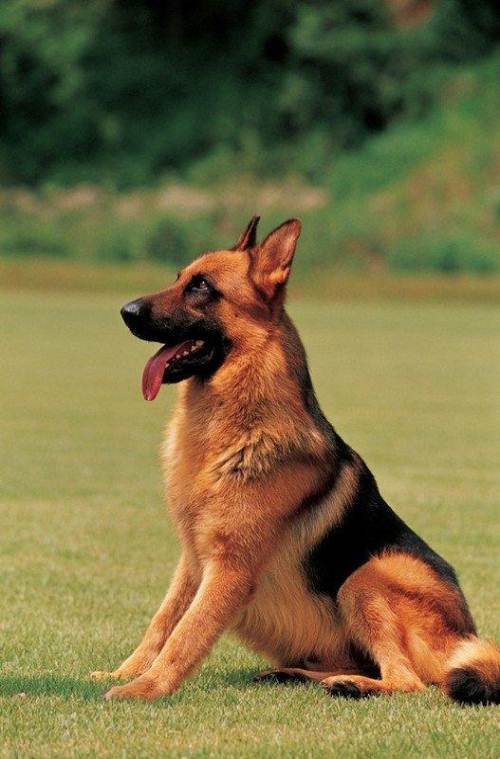 盘点十二星座对应的宠物都是什么,十二星座的专属宠物的图片