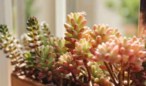 多肉得白霉病用什么药,多肉得了根粉蚧怎么处理