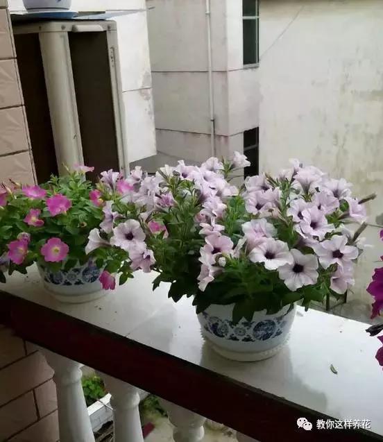 她把这些花养成了花球，竟然靠的是小小剪刀一把？