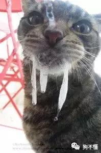 科学认识狂犬病别盲目害怕,最权威的狂犬病科普知识