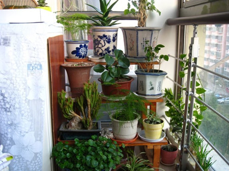 高温对花卉的影响,花卉遇高温天气怎么办