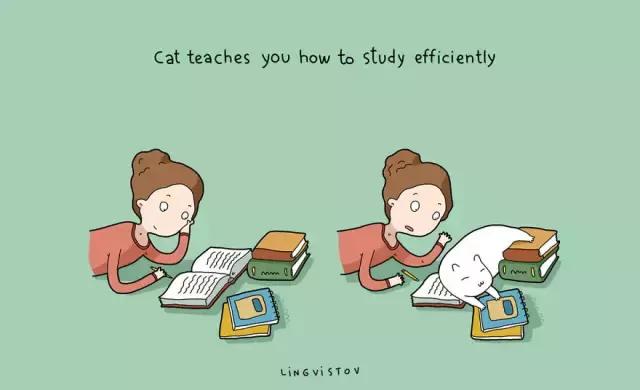 养猫的100个好处视频,养猫的人才懂的十个好处