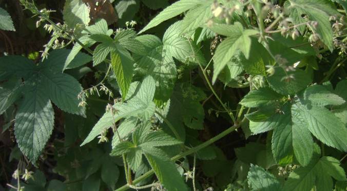 十个妈妈9个坑,十个妈妈