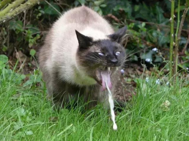 最好用的猫咪梳毛神器,贝壳梳猫咪推荐