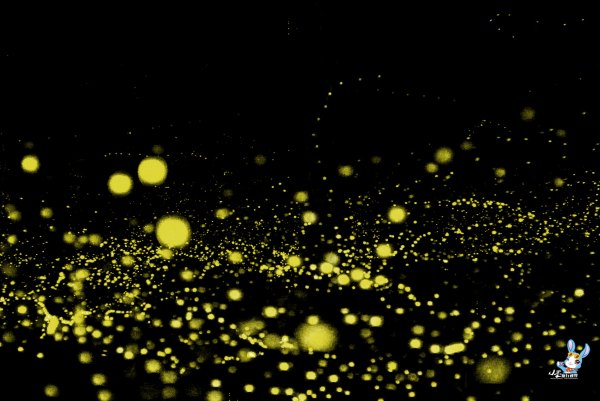 探寻野生动物,野生长鼻猴