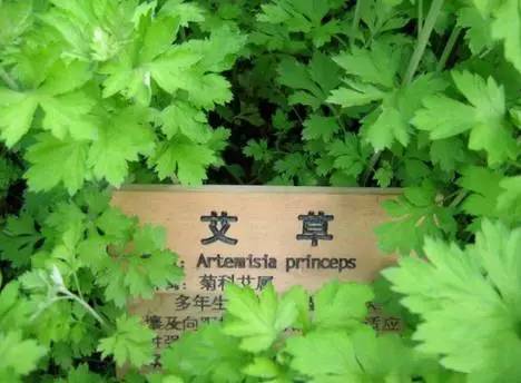 用艾叶煮水后，万万没想到……惊呆了！