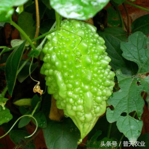 癞葡萄的种植方法和时间,癞葡萄怎么种植