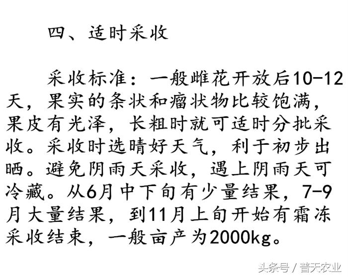 癞葡萄的种植方法和时间,癞葡萄怎么种植