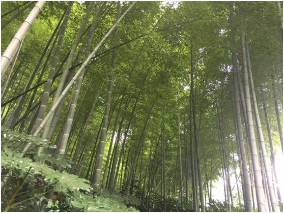 宜兴绿缘山庄度假酒店,宜兴绿缘山庄在什么地方