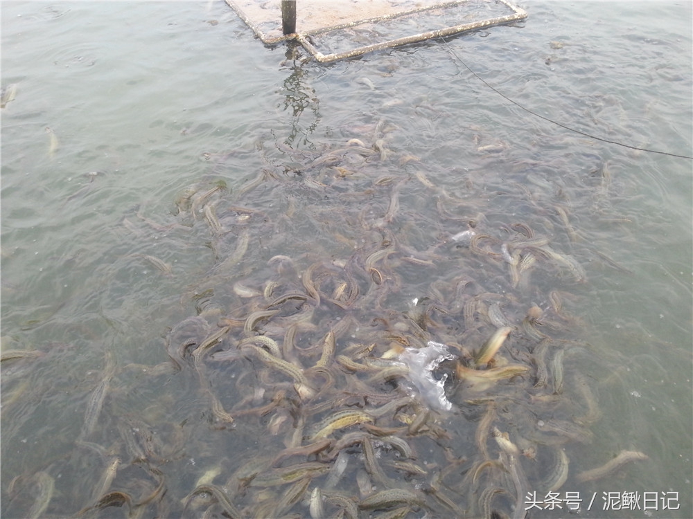 养殖泥鳅有前景吗现在,适合穷人养殖泥鳅创业暴利资讯