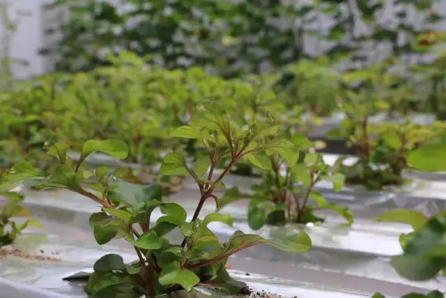 肇庆无动力亲子乐园,肇庆夏季亲子旅游推荐地方