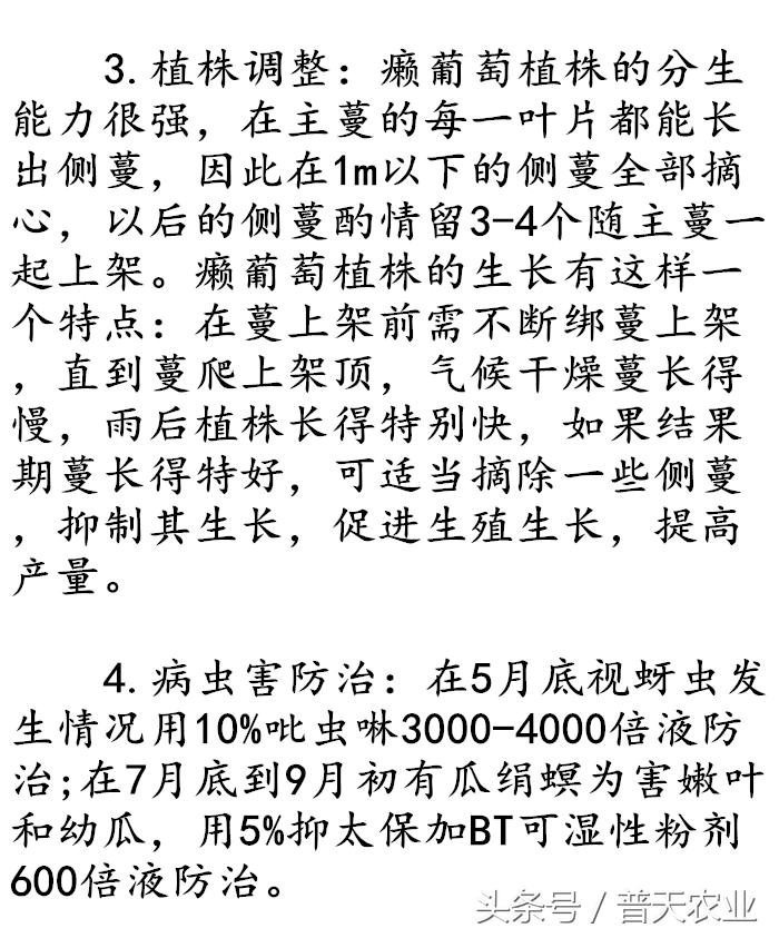 癞葡萄的种植方法和技术,癞葡萄种植方法和注意事项