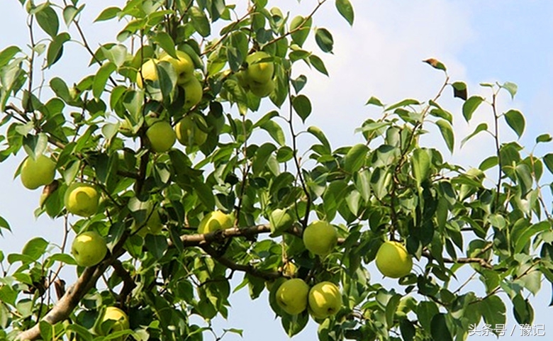 太土豪了！河南每个农家都有果园，各种水果应有尽有