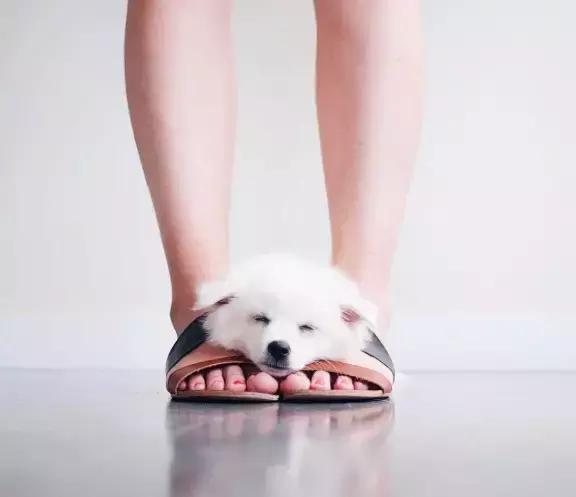 养了一只柯基,养了一只柯基和博美