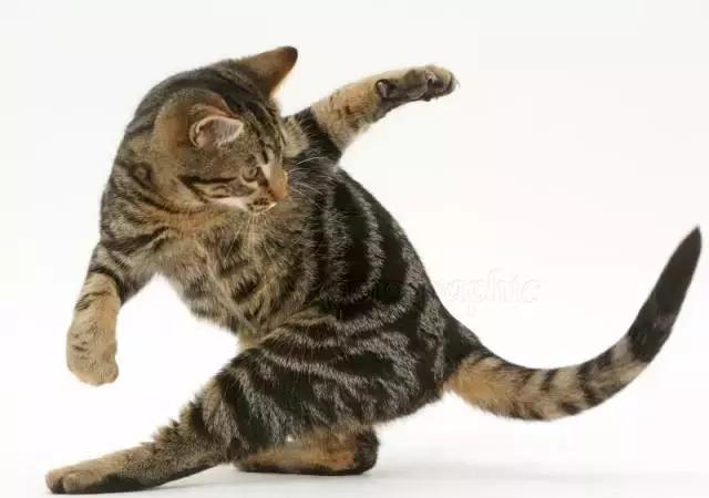 撸猫需谨慎正确亲密接触猫主子,撸猫的时候猫咪是怎么想的