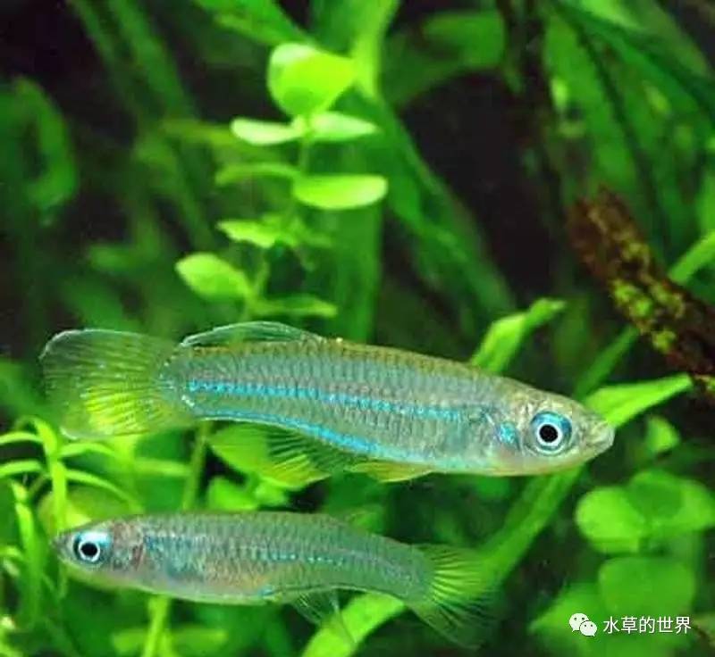 草缸最合适的灯科鱼,观赏草缸小鱼品种介绍
