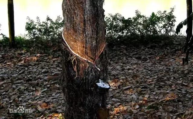 所有老司机都应该感谢这棵树，是它才成就了汽车行业