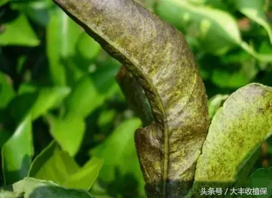 柑橘锈壁虱爆发期来临,柑橘锈皮虱什么时候防治