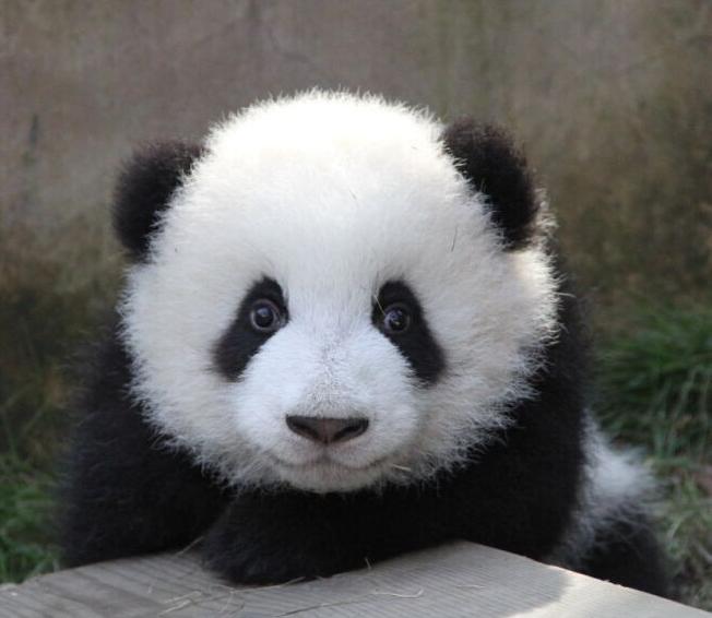 老外眼里的熊猫有多萌,外国人有多爱熊猫