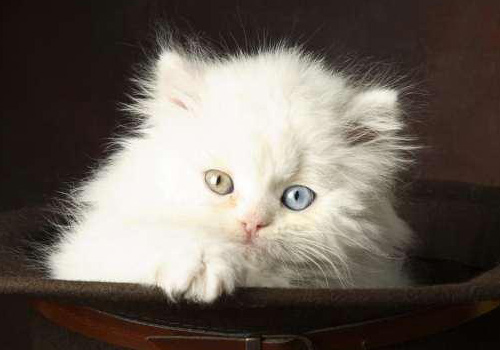 猫咪贫血能吃补铁液吗,猫咪补血药可以稀释喂吗