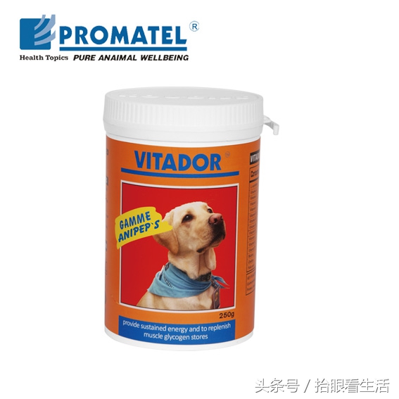 狗狗怀孕期间狗主人们要注意些什么？请爱护这位“准妈妈”