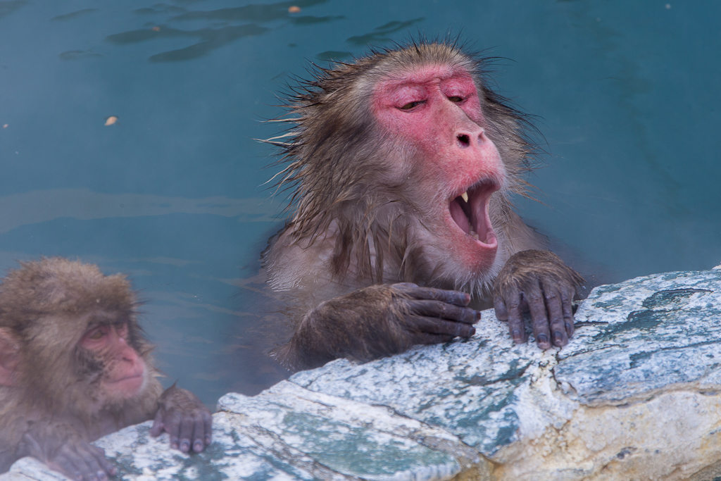 日本除了爱泡澡的温泉猴，还有这群爱翻女生包包的“扒手猴”