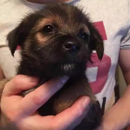 2022上海宠物领养中心官网,上海宠物领养日申请领养概率