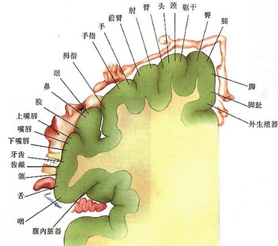 大脑中枢多久才知道进食,关于大脑皮层的知识