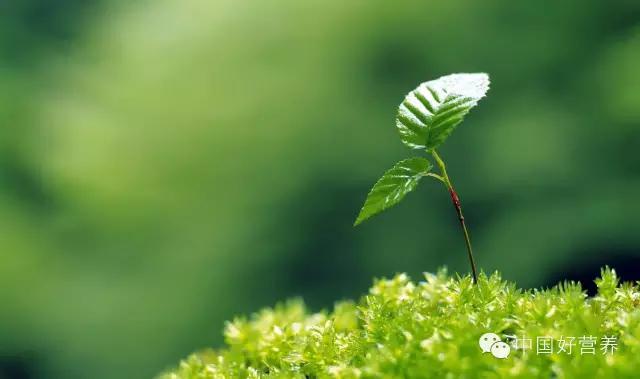 春季女性减肥食谱,春季减肥最快最有效的方法