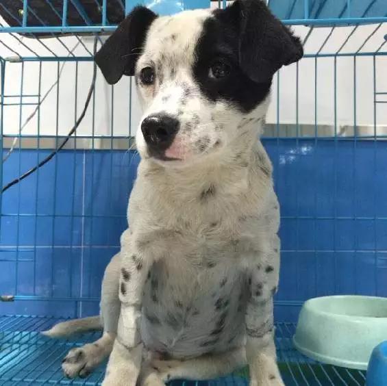 2022上海宠物领养中心官网,上海宠物领养日申请领养概率